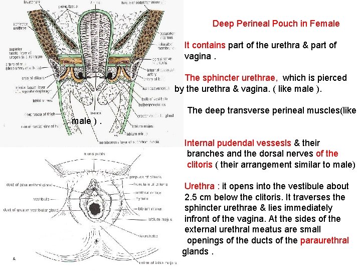 Deep Perineal Pouch in Female It contains part of the urethra & part of