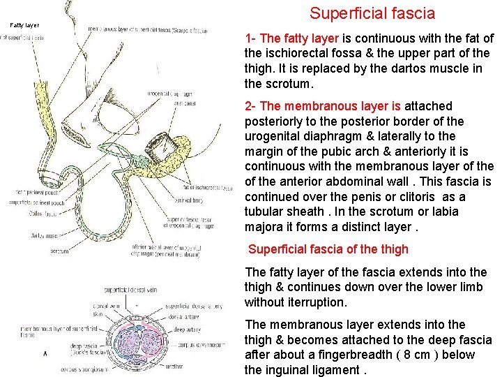 Fatty layer Superficial fascia 1 - The fatty layer is continuous with the fat