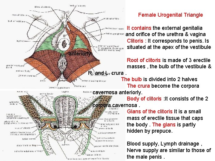 Female Urogenital Triangle It contains the external genitalia and orifice of the urethra &