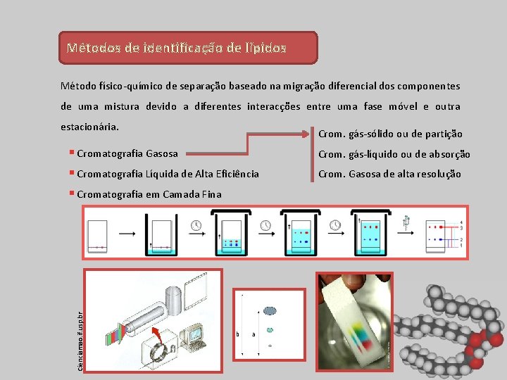 Métodos de identificação de lípidos Método físico-químico de separação baseado na migração diferencial dos