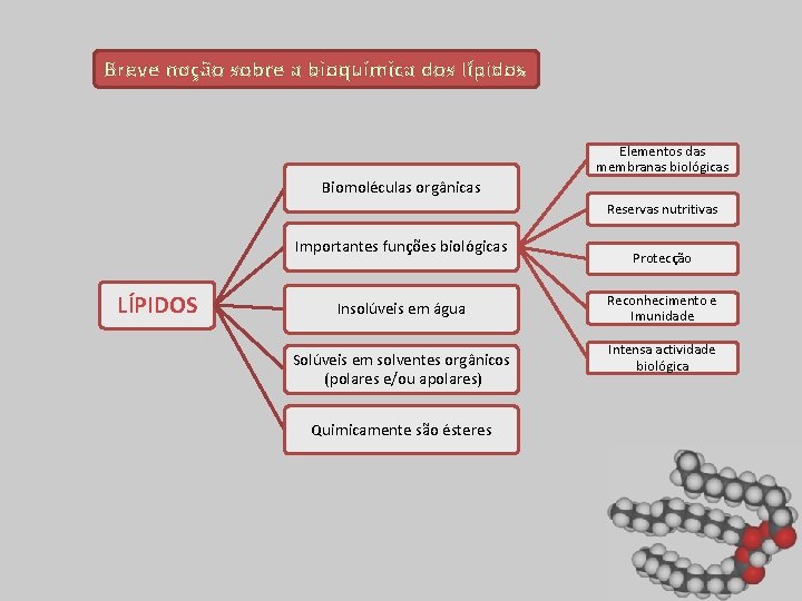 Breve noção sobre a bioquímica dos lípidos Elementos das membranas biológicas Biomoléculas orgânicas Reservas