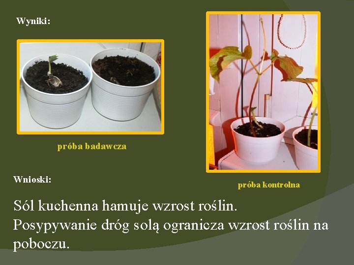 Wyniki: próba badawcza Wnioski: próba kontrolna Sól kuchenna hamuje wzrost roślin. Posypywanie dróg solą