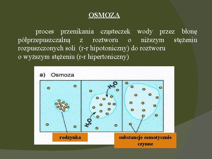 OSMOZA proces przenikania cząsteczek wody przez błonę półprzepuszczalną z roztworu o niższym stężeniu rozpuszczonych