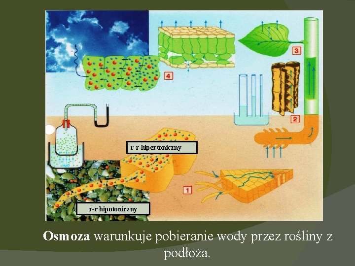 r-r hipertoniczny r-r hipotoniczny Osmoza warunkuje pobieranie wody przez rośliny z podłoża. 