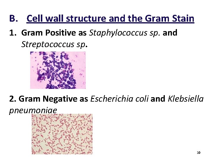 B. Cell wall structure and the Gram Stain 1. Gram Positive as Staphylococcus sp. B. Cell wall structure and the Gram Stain 1. Gram Positive as Staphylococcus sp.