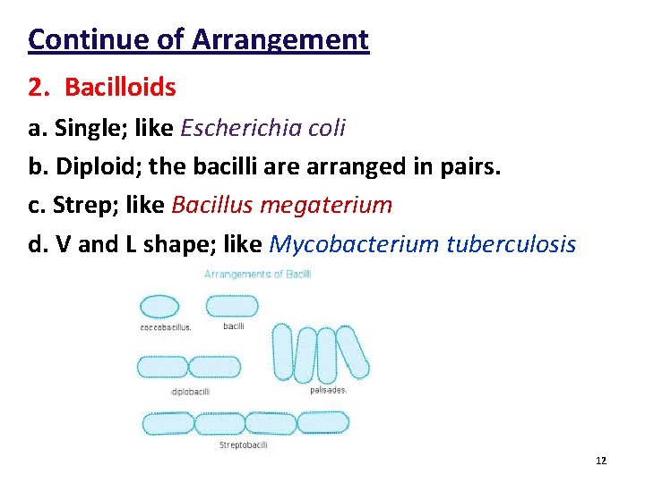 Continue of Arrangement 2. Bacilloids a. Single; like Escherichia coli b. Diploid; the bacilli Continue of Arrangement 2. Bacilloids a. Single; like Escherichia coli b. Diploid; the bacilli
