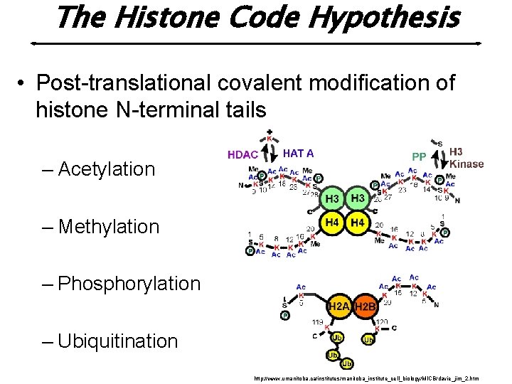 The Histone Code Hypothesis • Post-translational covalent modification of histone N-terminal tails – Acetylation