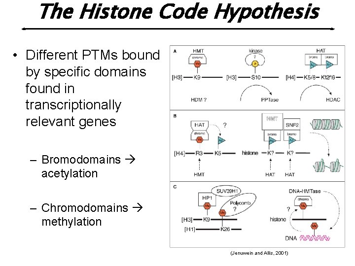 The Histone Code Hypothesis • Different PTMs bound by specific domains found in transcriptionally