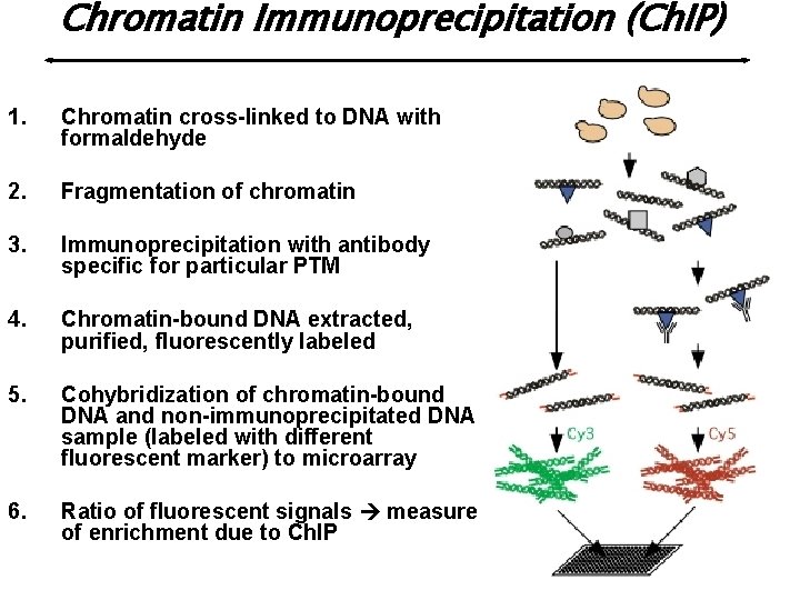 Chromatin Immunoprecipitation (Ch. IP) 1. Chromatin cross-linked to DNA with formaldehyde 2. Fragmentation of