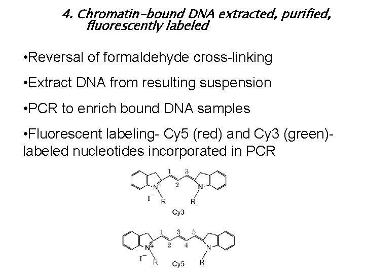 4. Chromatin-bound DNA extracted, purified, fluorescently labeled • Reversal of formaldehyde cross-linking • Extract