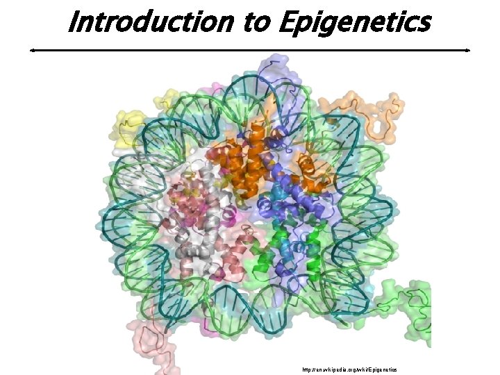 Introduction to Epigenetics http: //en. wikipedia. org/wiki/Epigenetics 