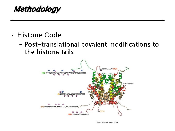 Methodology • Histone Code – Post-translational covalent modifications to the histone tails 