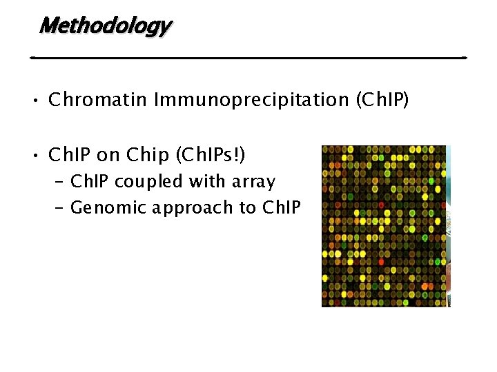 Methodology • Chromatin Immunoprecipitation (Ch. IP) • Ch. IP on Chip (Ch. IPs!) –