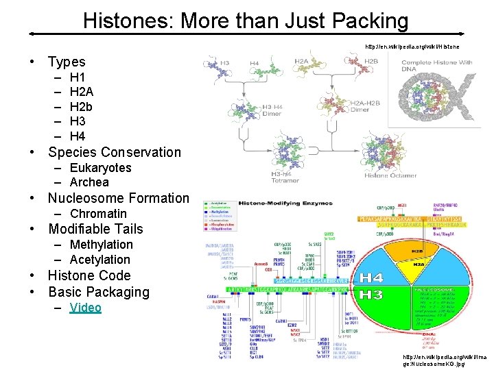 Histones: More than Just Packing http: //en. wikipedia. org/wiki/Histone • Types – – –