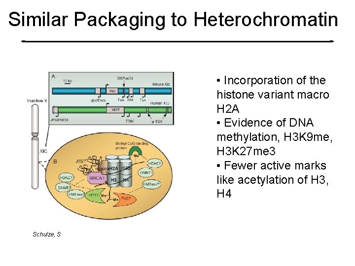 Similar Packaging to Heterochromatin • Incorporation of the histone variant macro H 2 A