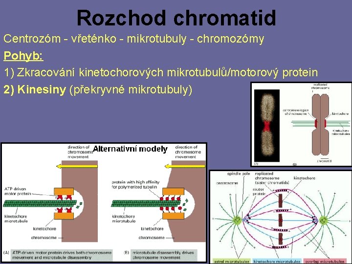 Rozchod chromatid Centrozóm - vřeténko - mikrotubuly - chromozómy Pohyb: 1) Zkracování kinetochorových mikrotubulů/motorový