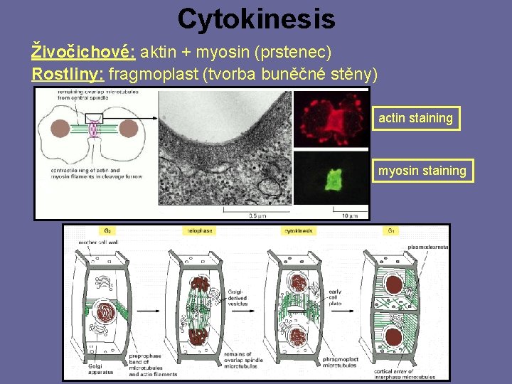 Cytokinesis Živočichové: aktin + myosin (prstenec) Rostliny: fragmoplast (tvorba buněčné stěny) actin staining myosin