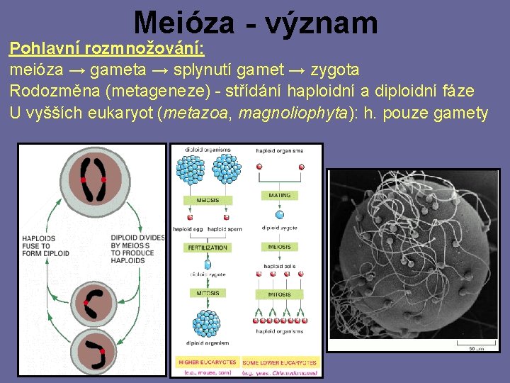 Meióza - význam Pohlavní rozmnožování: meióza → gameta → splynutí gamet → zygota Rodozměna