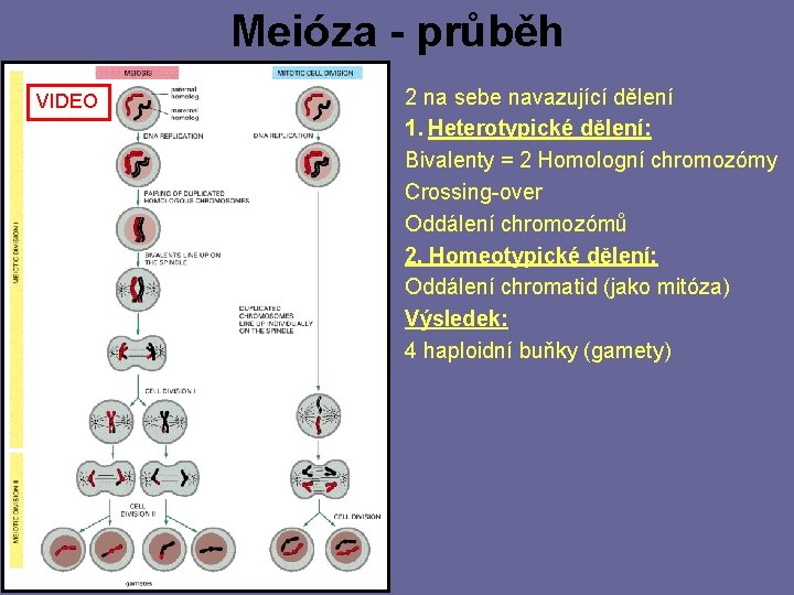 Meióza - průběh VIDEO 2 na sebe navazující dělení 1. Heterotypické dělení: Bivalenty =