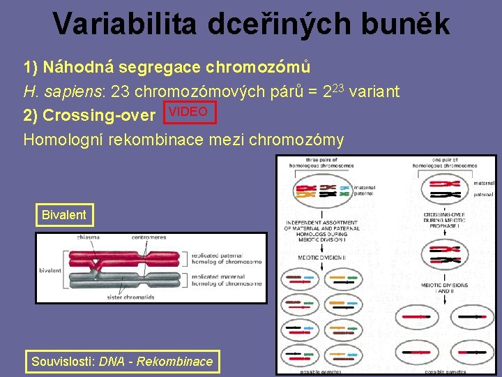 Variabilita dceřiných buněk 1) Náhodná segregace chromozómů H. sapiens: 23 chromozómových párů = 223