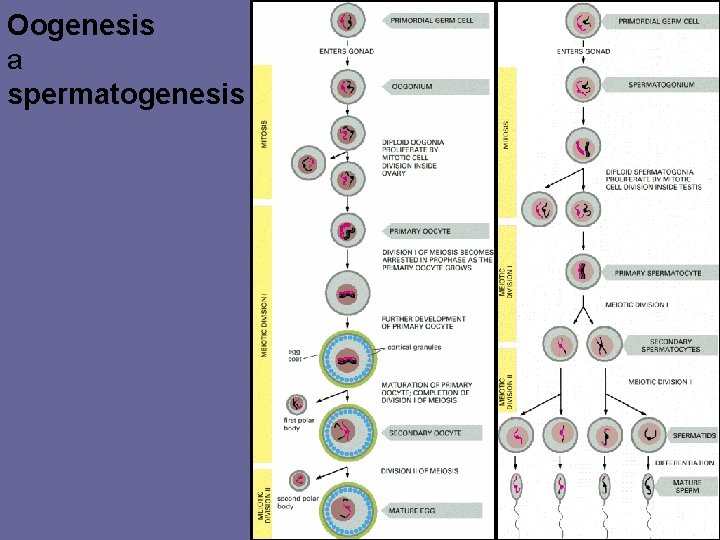 Oogenesis a spermatogenesis 