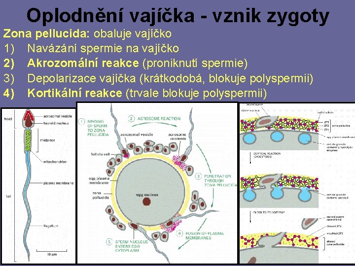 Oplodnění vajíčka - vznik zygoty Zona pellucida: obaluje vajíčko 1) Navázání spermie na vajíčko