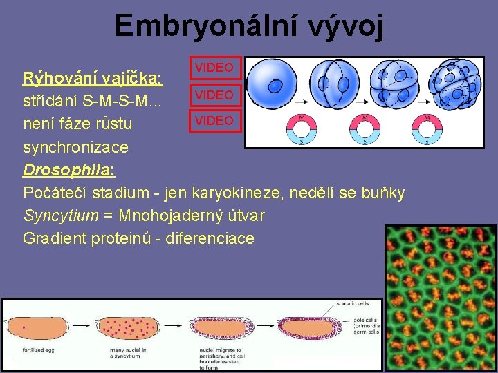 Embryonální vývoj VIDEO Rýhování vajíčka: VIDEO střídání S-M-S-M. . . VIDEO není fáze růstu