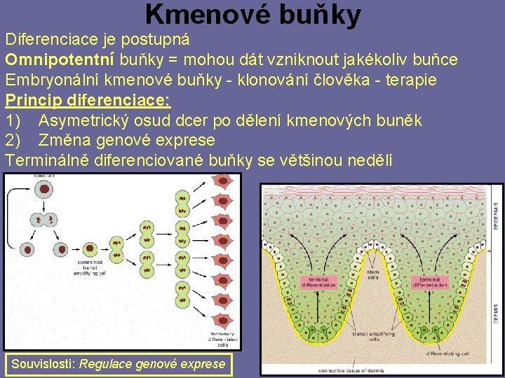 Kmenové buňky Diferenciace je postupná Omnipotentní buňky = mohou dát vzniknout jakékoliv buňce Embryonální