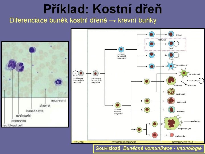 Příklad: Kostní dřeň Diferenciace buněk kostní dřeně → krevní buňky Souvislosti: Buněčná komunikace -