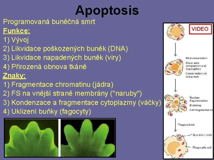 Apoptosis Programovaná buněčná smrt Funkce: 1) Vývoj 2) Likvidace poškozených buněk (DNA) 3) Likvidace