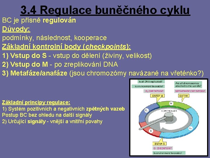 3. 4 Regulace buněčného cyklu BC je přísně regulován Důvody: podmínky, následnost, kooperace Základní