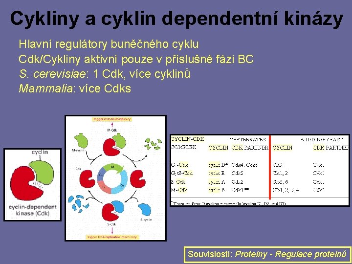 Cykliny a cyklin dependentní kinázy Hlavní regulátory buněčného cyklu Cdk/Cykliny aktivní pouze v příslušné