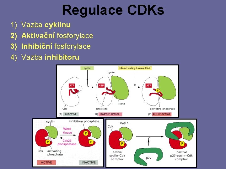 Regulace CDKs 1) 2) 3) 4) Vazba cyklinu Aktivační fosforylace Inhibiční fosforylace Vazba inhibitoru