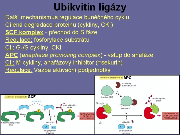 Ubikvitin ligázy Další mechanismus regulace buněčného cyklu Cílená degradace proteinů (cykliny, CKI) SCF komplex