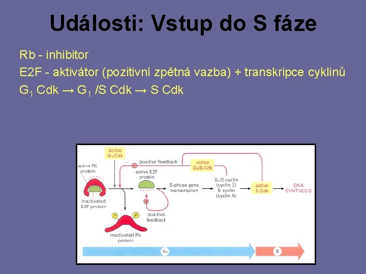 Události: Vstup do S fáze Rb - inhibitor E 2 F - aktivátor (pozitivní