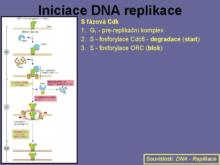 Iniciace DNA replikace S fázová Cdk 1. G 1 - pre-replikační komplex 2. S