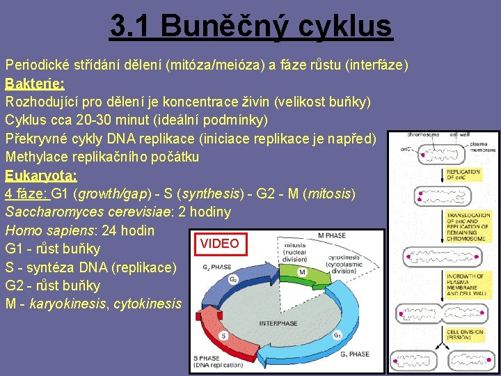 3. 1 Buněčný cyklus Periodické střídání dělení (mitóza/meióza) a fáze růstu (interfáze) Bakterie: Rozhodující