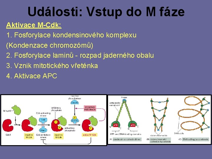 Události: Vstup do M fáze Aktivace M-Cdk: 1. Fosforylace kondensinového komplexu (Kondenzace chromozómů) 2.