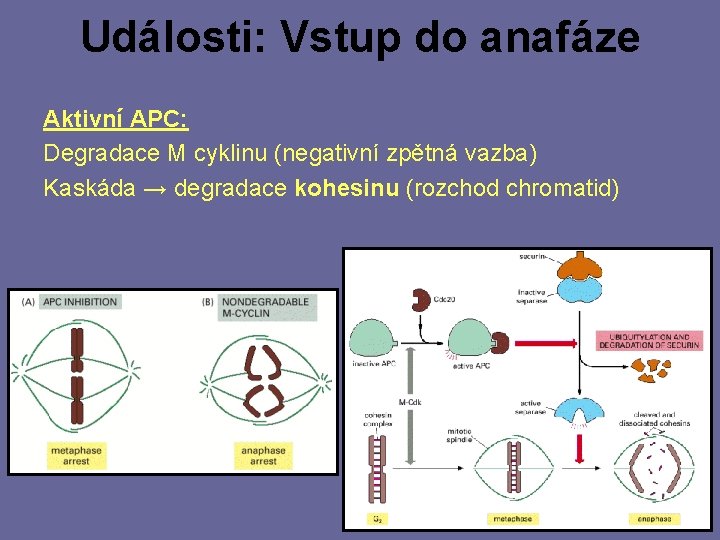 Události: Vstup do anafáze Aktivní APC: Degradace M cyklinu (negativní zpětná vazba) Kaskáda →