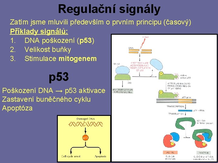 Regulační signály Zatím jsme mluvili především o prvním principu (časový) Příklady signálů: 1. DNA