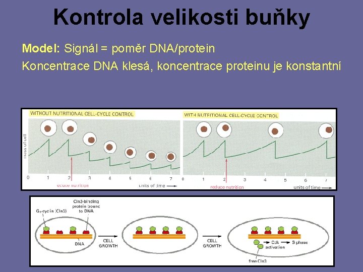 Kontrola velikosti buňky Model: Signál = poměr DNA/protein Koncentrace DNA klesá, koncentrace proteinu je