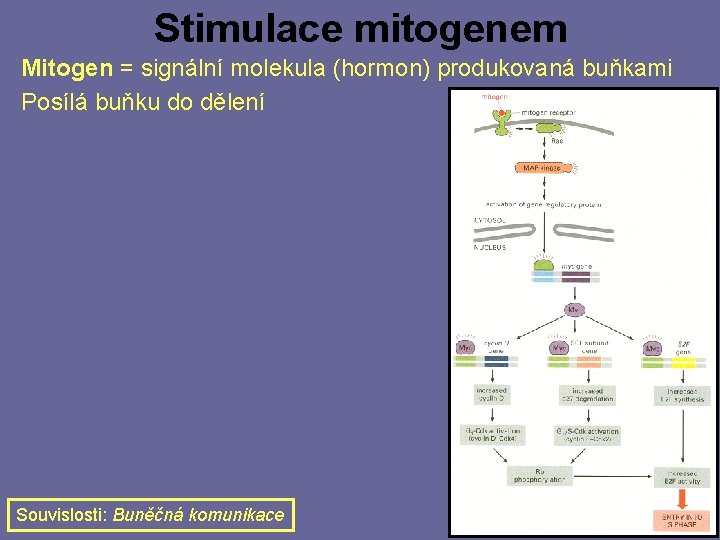 Stimulace mitogenem Mitogen = signální molekula (hormon) produkovaná buňkami Posílá buňku do dělení Souvislosti: