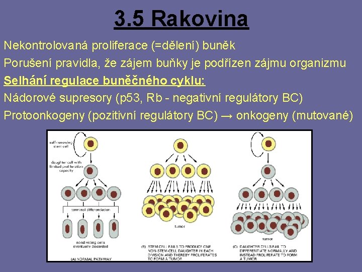 3. 5 Rakovina Nekontrolovaná proliferace (=dělení) buněk Porušení pravidla, že zájem buňky je podřízen