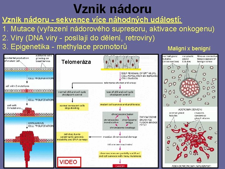 Vznik nádoru - sekvence více náhodných událostí: 1. Mutace (vyřazení nádorového supresoru, aktivace onkogenu)