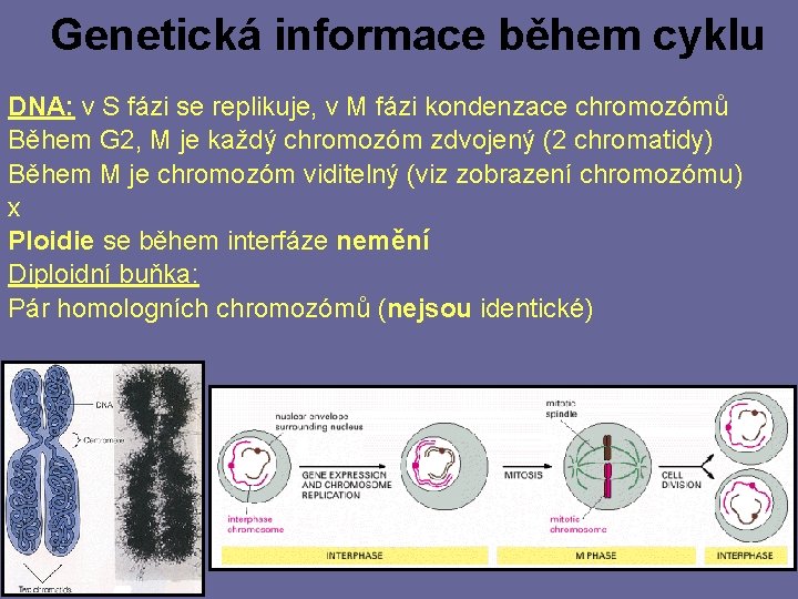 Genetická informace během cyklu DNA: v S fázi se replikuje, v M fázi kondenzace