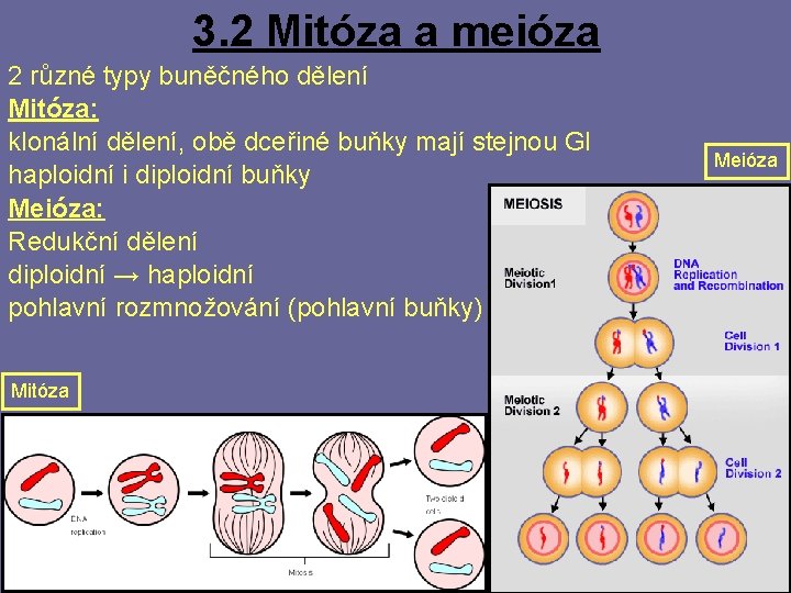 3. 2 Mitóza a meióza 2 různé typy buněčného dělení Mitóza: klonální dělení, obě