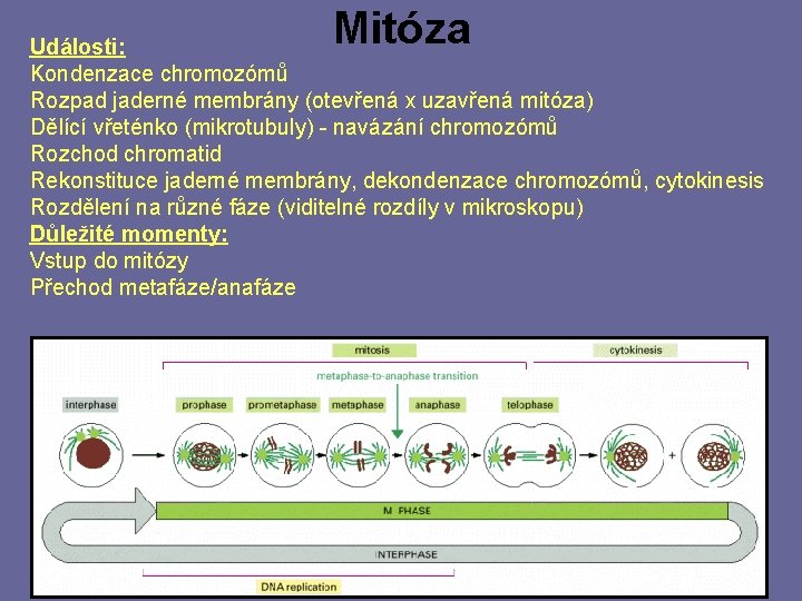 Mitóza Události: Kondenzace chromozómů Rozpad jaderné membrány (otevřená x uzavřená mitóza) Dělící vřeténko (mikrotubuly)