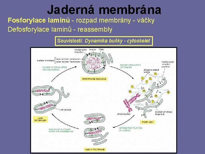 Jaderná membrána Fosforylace laminů - rozpad membrány - váčky Defosforylace laminů - reassembly Souvislosti: