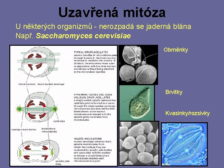 Uzavřená mitóza U některých organizmů - nerozpadá se jaderná blána Např. Saccharomyces cerevisiae Obrněnky