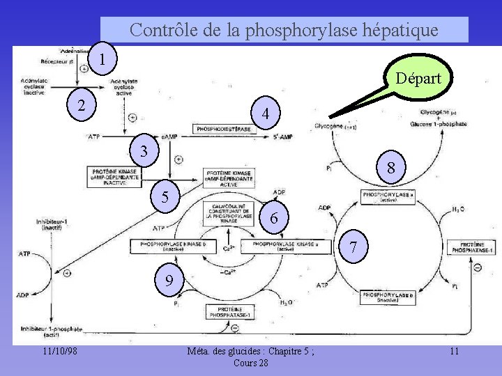 Contrôle de la phosphorylase hépatique 1 Départ 2 4 3 8 5 6 7